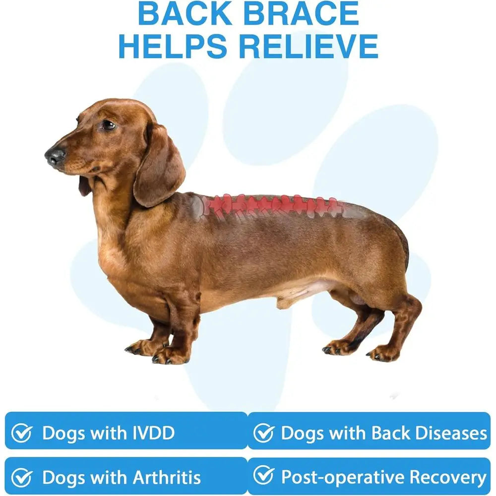 Small Dog IVDD Support Harness for Spinal Comfort and Stability, Ideal for Dachshund Recovery